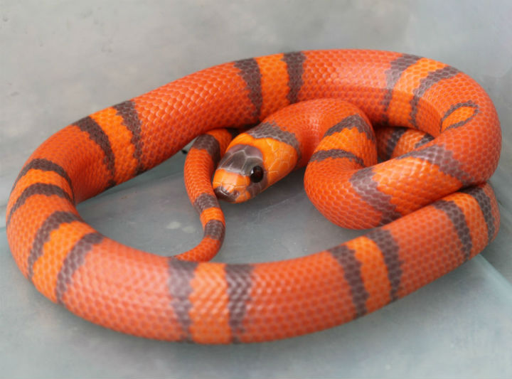 Honduran Milk Snake